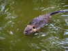 Attualità - Nutria (Foto internet)