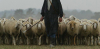 Attualità - Un pastore con il gregge 
