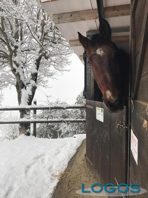 Attualità - Neve, manna per le campagne 