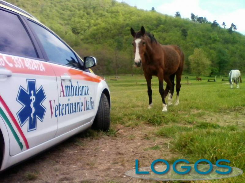 Salute - Ambulanze veterinarie 