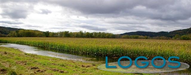 Territorio - Maltempo: manna per le campagne (Foto internet)