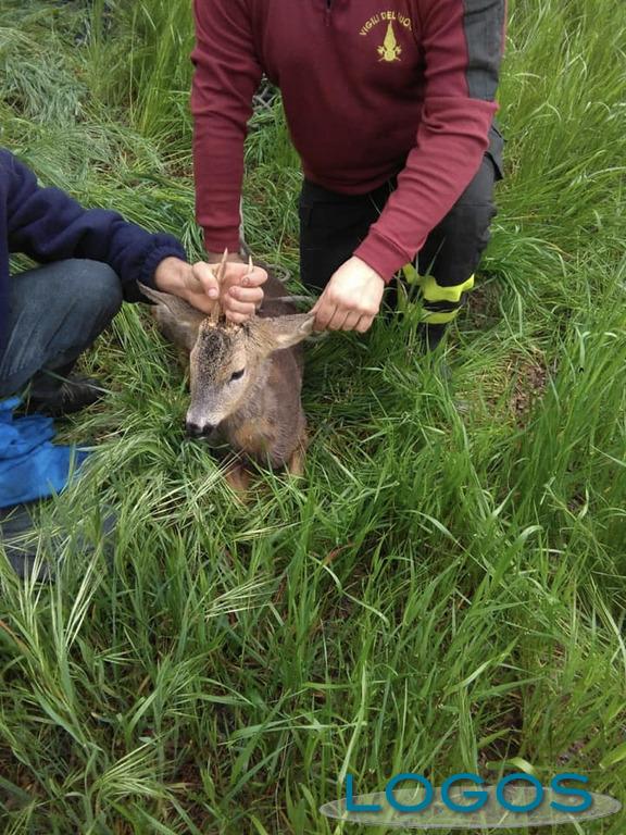 Turbigo - Cerbiatto nel Naviglio, 26 aprile 2019 Turbigo - Cerbiatto nel Naviglio, 26 aprile 2019