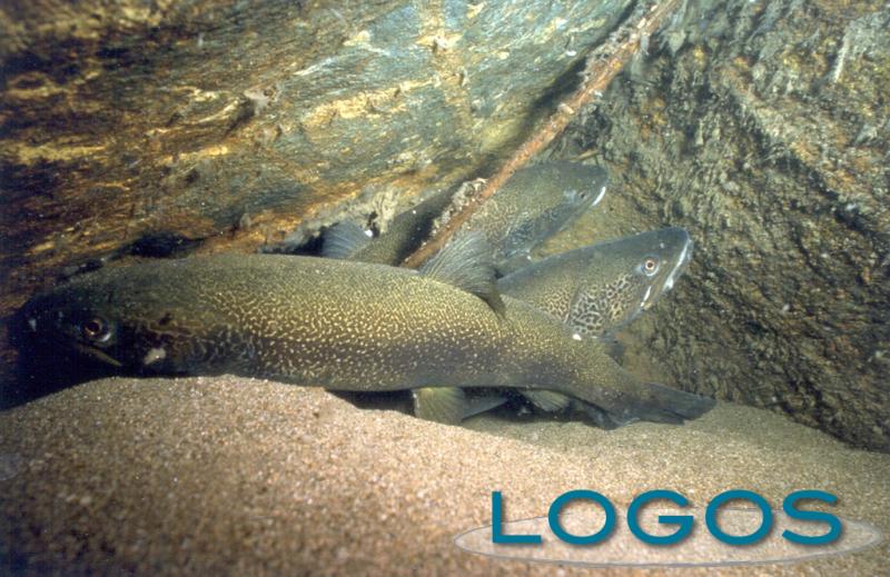 Territorio - Il progetto 'Sharesalmo' Territorio - Il progetto 'Sharesalmo'