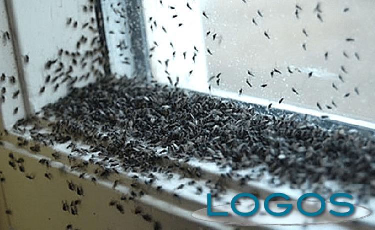 Territorio - Moscerini 