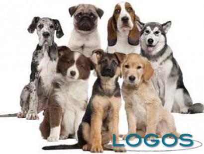 Eventi - Cani (Foto internet)