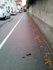 Castano Primo - Topo morto trovato in via Sant'Antonio 