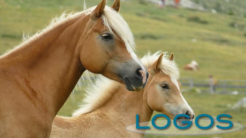 Generica - Cavalli liberi (da internet)