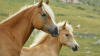 Generica - Cavalli liberi (da internet)