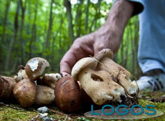 Attualità - Raccolta funghi (Foto internet)