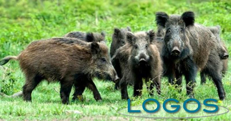 Attualità - Cinghiali (Foto internet) Attualità - Cinghiali (Foto internet)