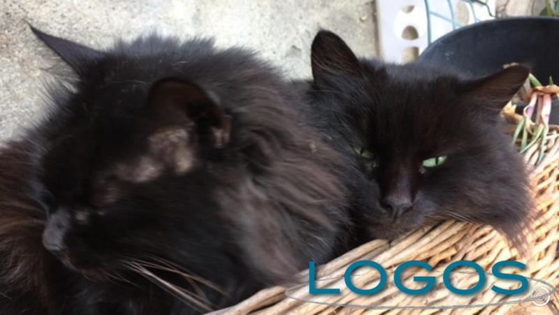 Castelletto - Gatti smarriti in paese