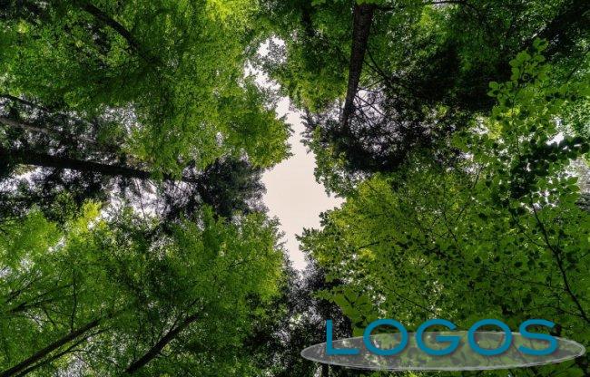 Attualità - Piante (Foto internet)