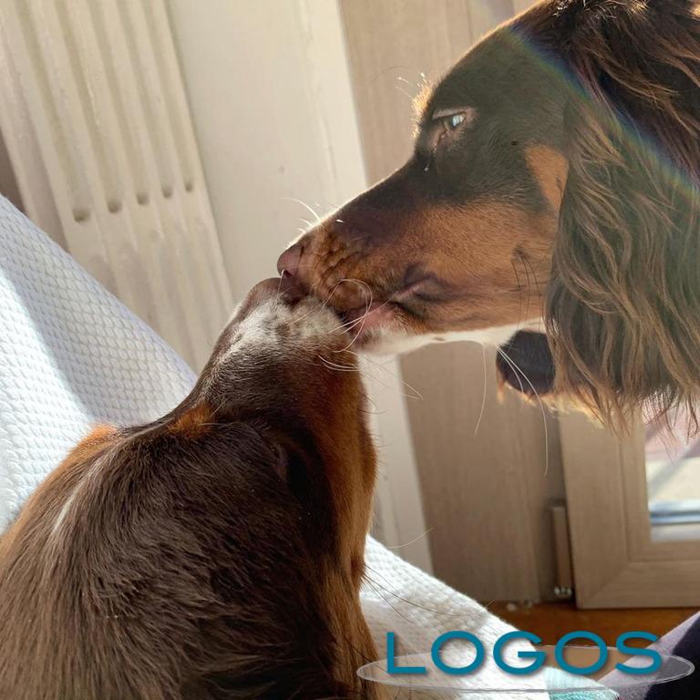 Territorio - Le due cagnoline Territorio - Le due cagnoline