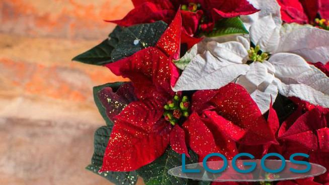 Attualità - Stella di Natale (Foto internet)