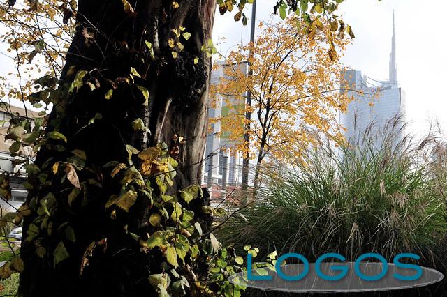 Milano - Si piantano gli alberi (da internet)