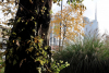Milano - Si piantano gli alberi (da internet)
