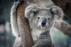 Ambiente - Il WWF e la campagna per i koala