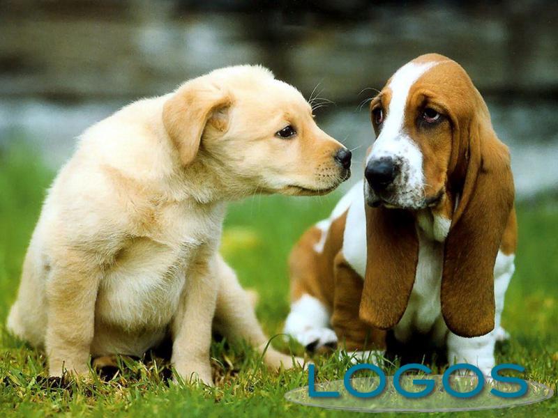 Generica - Cani da compagnia (foto internet)