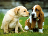 Generica - Cani da compagnia (foto internet)