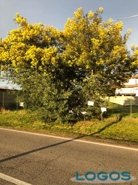 Castano Primo - La pianta di mimose e i tanti messaggi comparsi sui rami Castano Primo - La pianta di mimose e i tanti messaggi comparsi sui rami