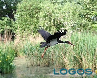 Territorio - Animali (Foto internet) Territorio - Animali (Foto internet)