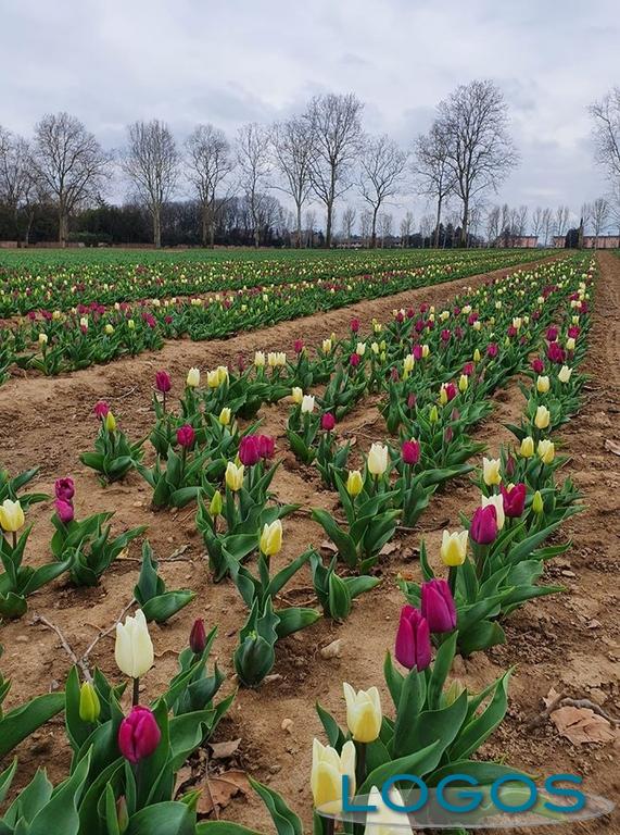 Territorio - Tulipani Italiani Territorio - Tulipani Italiani
