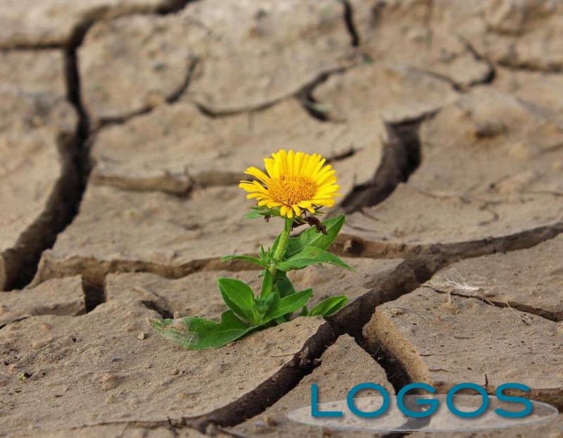 Generica - Fiore che cresce nel deserto