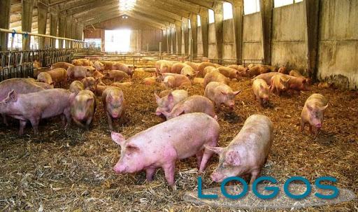 Attualità - Allevamento suini (Foto internet)
