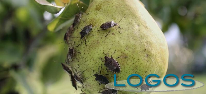 Ambiente - Cimice asiatica (Foto internet)