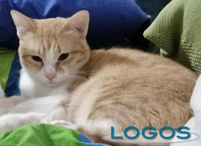 Inveruno - Gatto a 'Zampe alla riscossa'