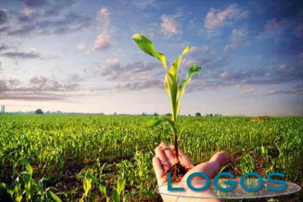 Territorio - Agricoltura (Foto internet)