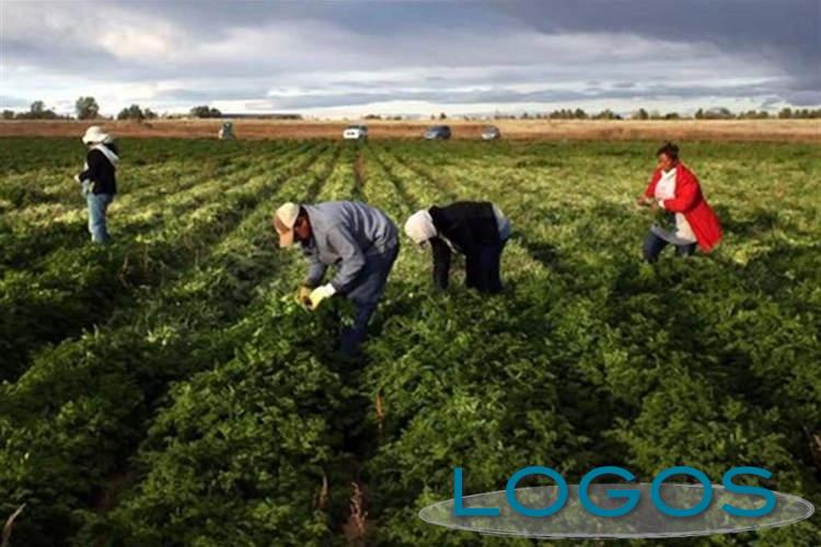 Territorio - Lavoro nei campi (Foto internet)