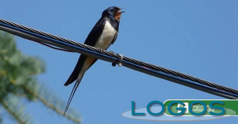 Ambiente - 'Bioblitz in Lombardia' 