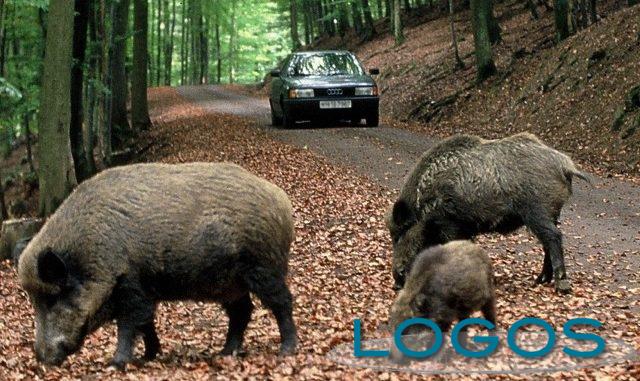 Territorio - Cinghiali (Foto internet) Territorio - Cinghiali (Foto internet)