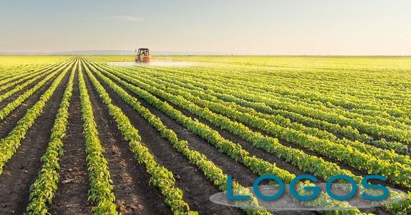 Territorio - Agricoltura (Foto internet)