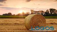 Ambiente - Agricoltura (Foto internet)