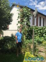 Bernate Ticino - Girasoli da record in paese 