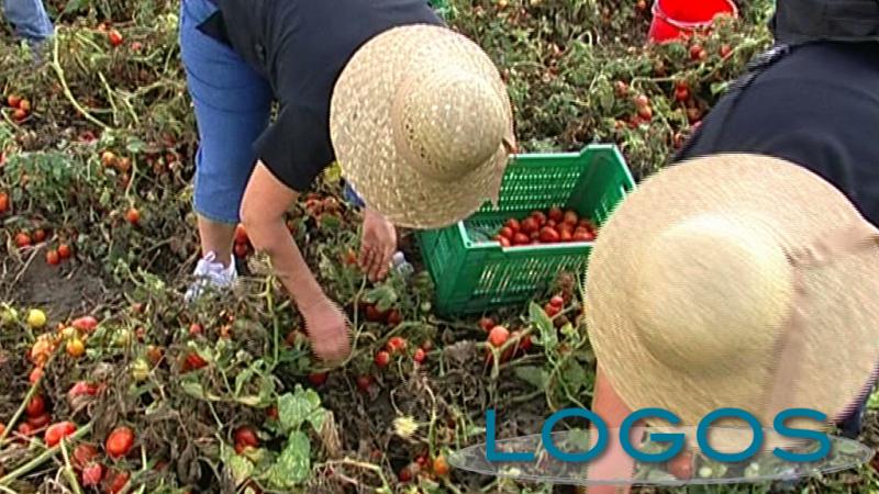 Territorio - Lavoratori nei campi (Foto internet)