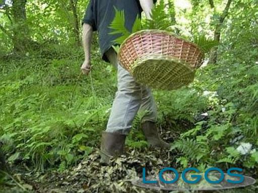 Attualità - Scatta la 'corsa' ai funghi (Foto internet)