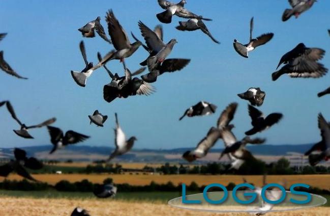 Territorio - Piccioni (Foto internet) Territorio - Piccioni (Foto internet)