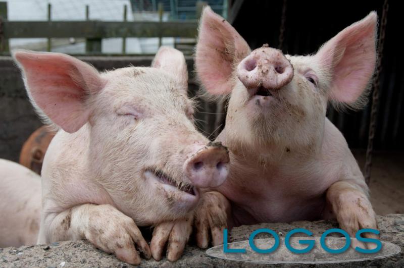 Territorio - Maiali (Foto internet) Territorio - Maiali (Foto internet)