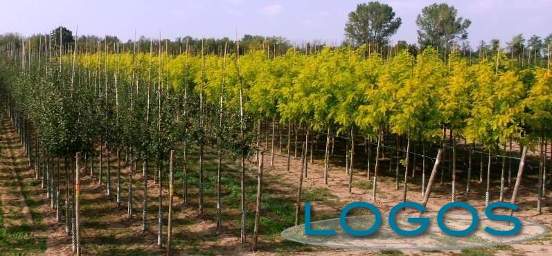 Ambiente - Vivaio (Foto internet)