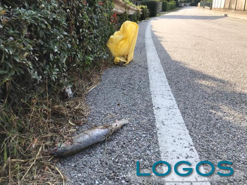 Nosate - I pesci morti trovati lungo la strada 
