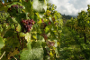 Sapori - Vineria agricola (Foto internet)