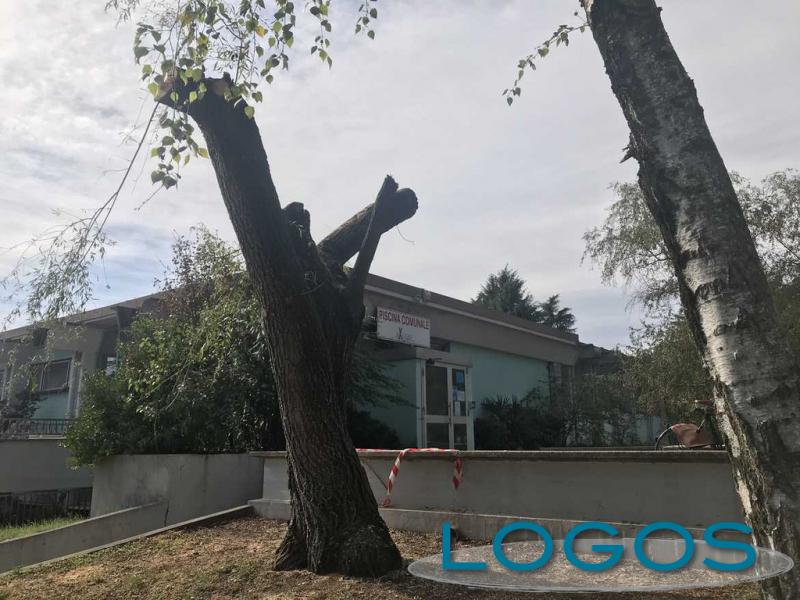 Cuggiono - Il salice della piscina