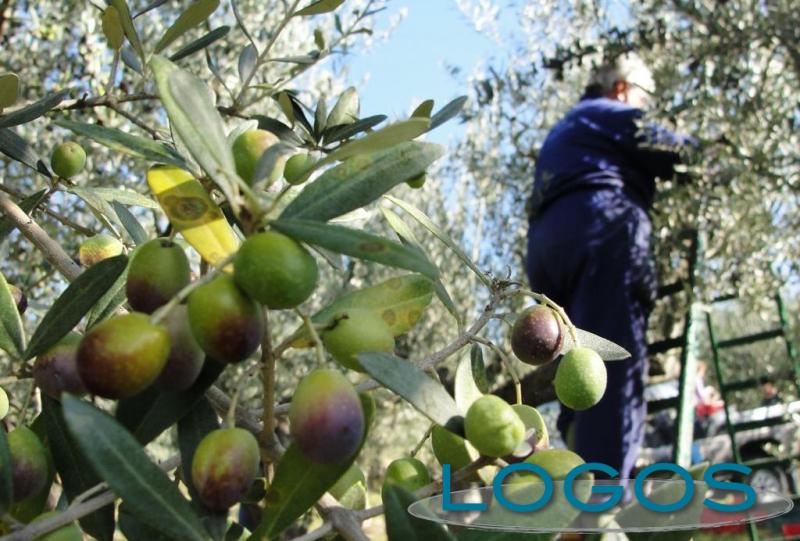 Territorio - Raccolta olive (Foto internet)