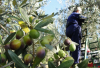 Territorio - Raccolta olive (Foto internet)