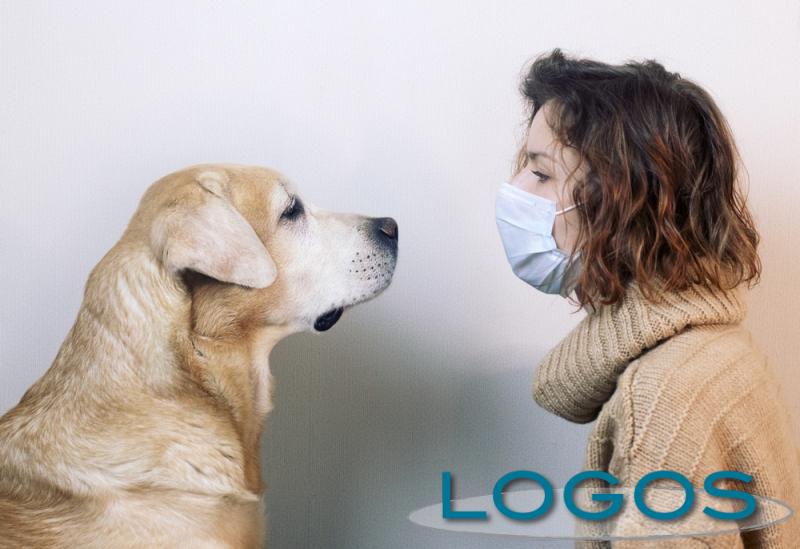 Inchieste - Cani per far fronte al Covid? (Foto internet)