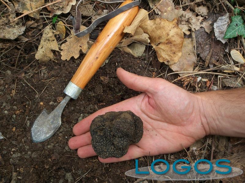 Territorio - Cercatore di tartufi (Foto internet)