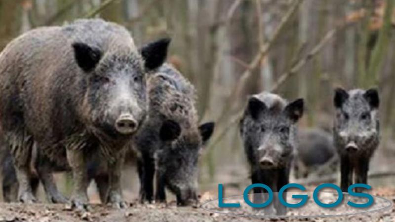 Territorio - Cinghiali (Foto internet) Territorio - Cinghiali (Foto internet)